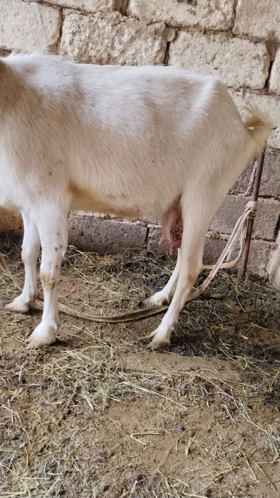 Сау ешкілер сүтті жас