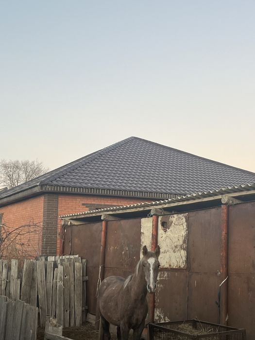 2 жасар құнан сатылады