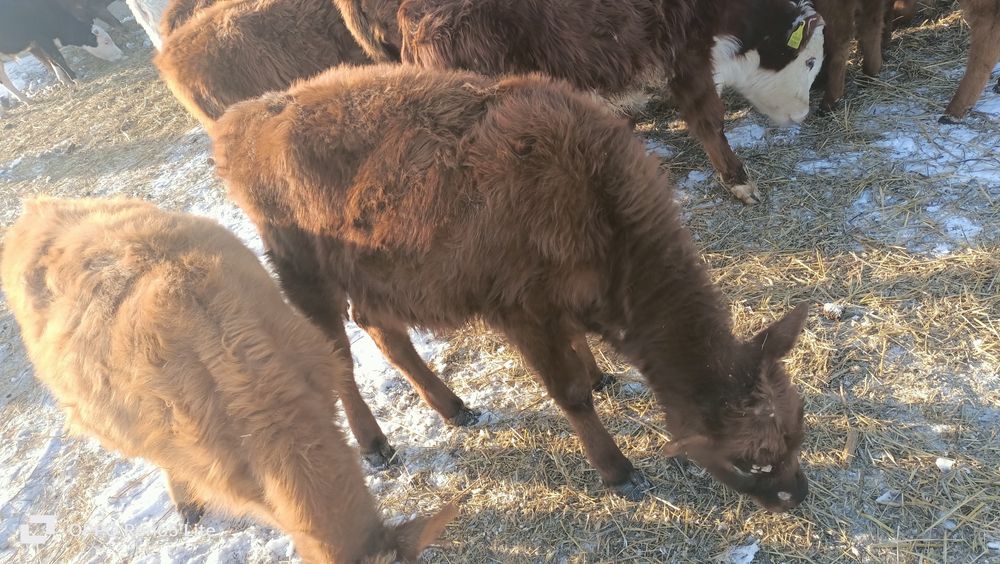 Баспак сатамын ұрғашы