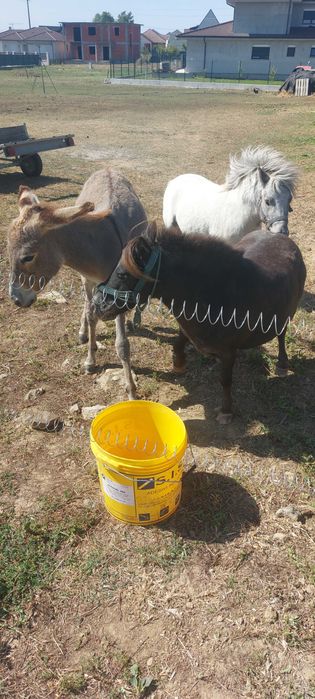 Vand măgar de 2 ani