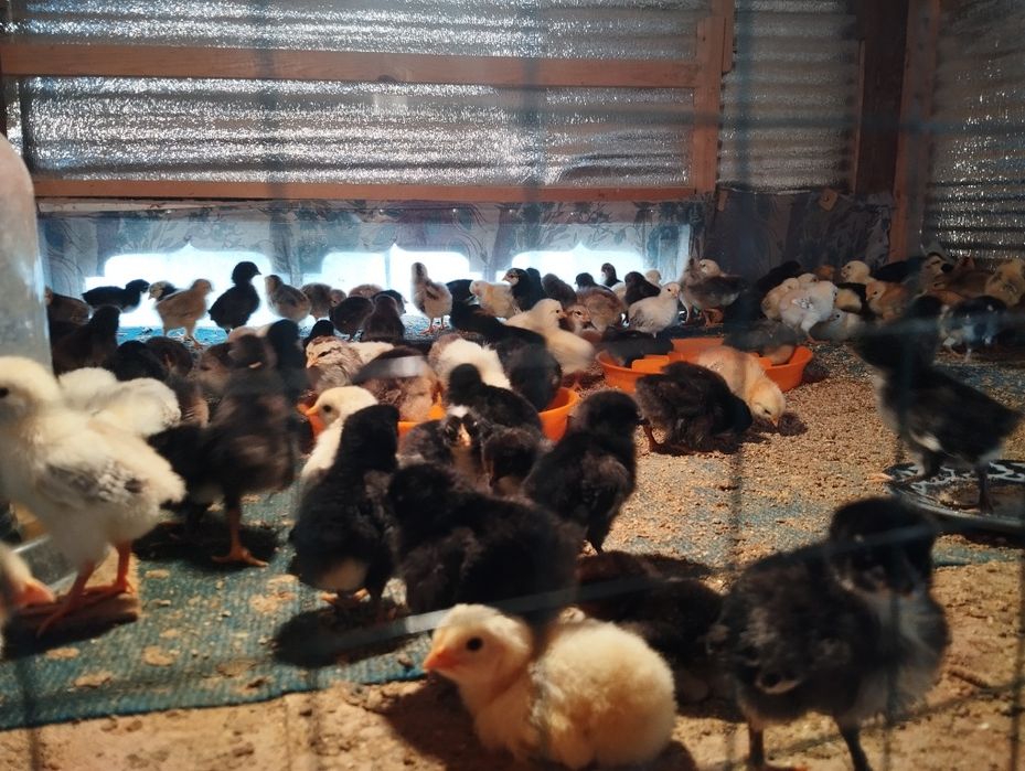 Инкубатор сотилади 1000 талик