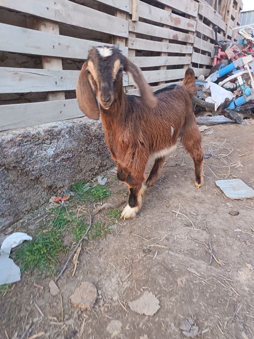 Лақтар сатылады Ұрғашы еркек