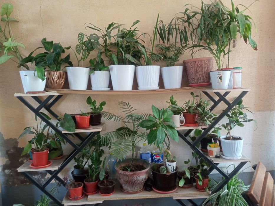 Хона гулларимни сотиб юбораман/Продаю комнатные цветы из дома