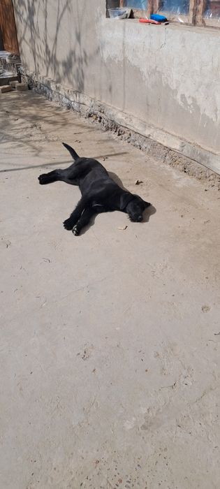 Лабладор  за двох