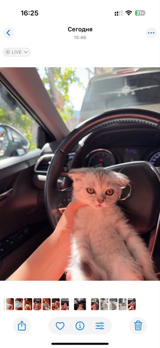 Веслаухи кот мальчик