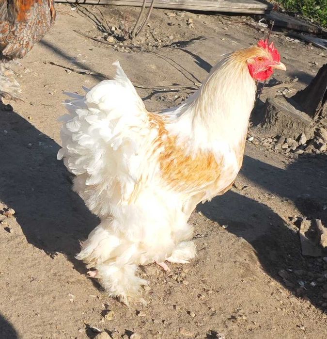 Петли Кохинхин 10 броя