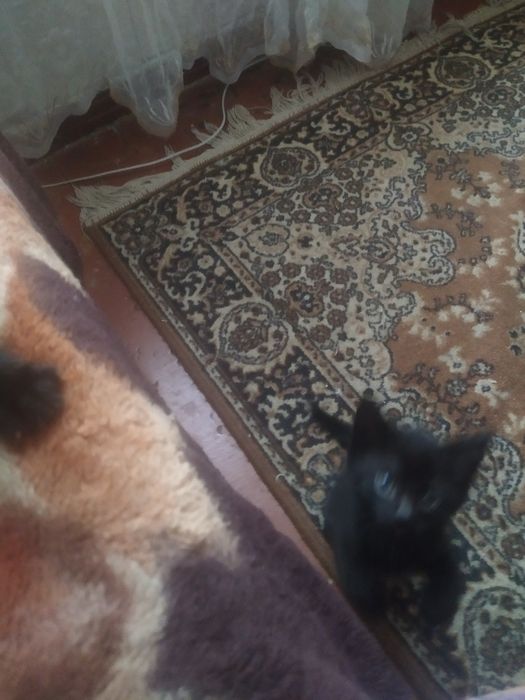 Отдадим котиков в добрые руки