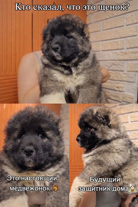 Щенки кавказкой овчарки