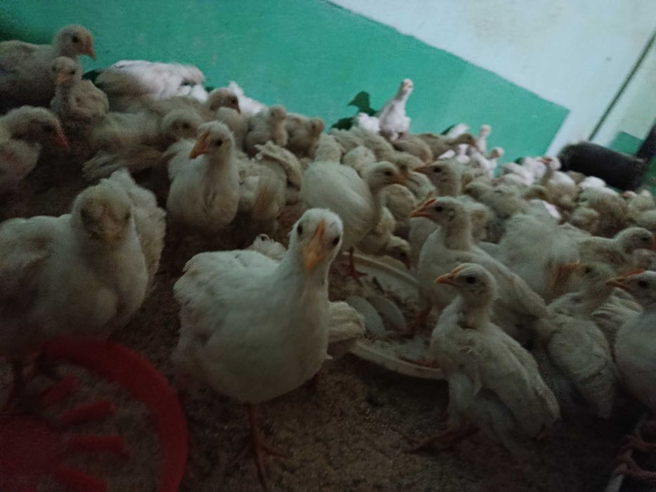 ОПТОМ Жужалар сотилади