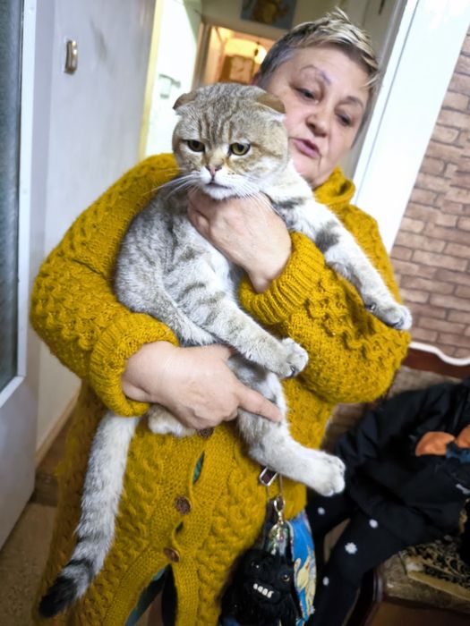 Кот, котик, кошка, котенок