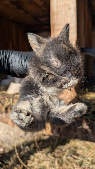 Vând iepuri de Angora !