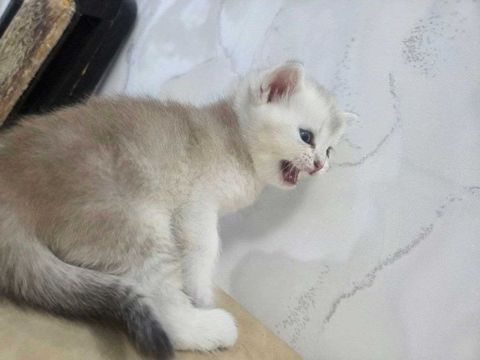 Продается котята чистокровные британские шиншиллы