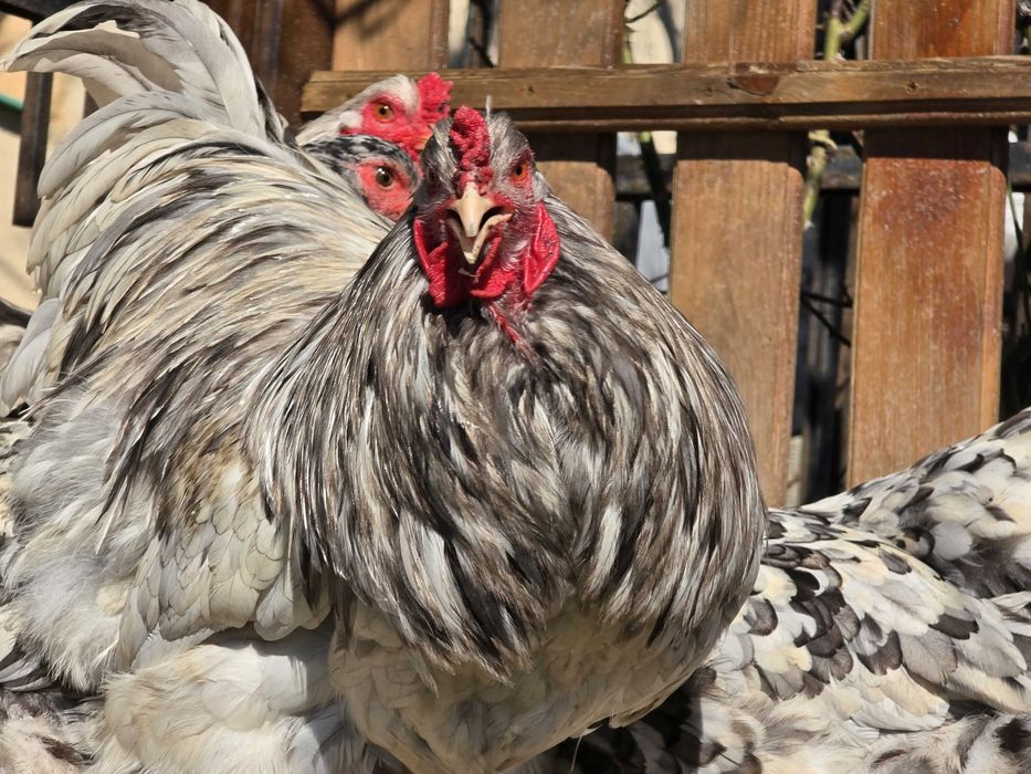 Продавам разплодни яйца от Сплаш Брама [Splash Brahma]