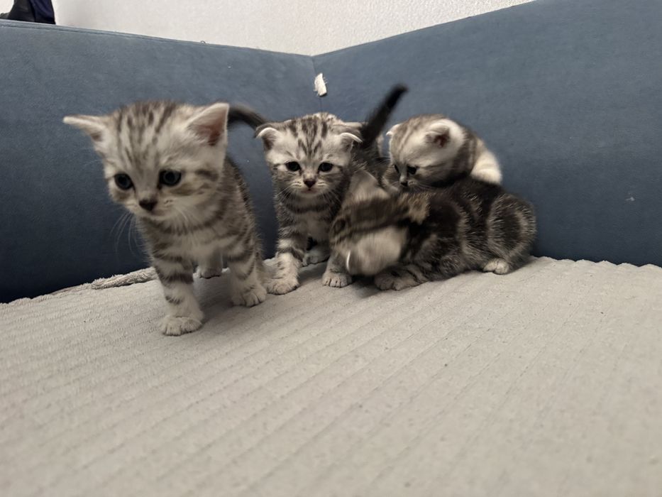 Шотландские котята