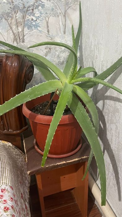 Алоэ лечебный Алоэ лечебный