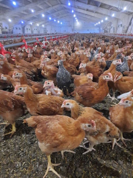 pui rasa mixta si pui alb de carne