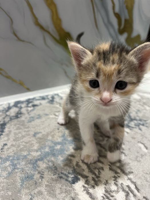 Отдам котят в хорошие руки бесплатно