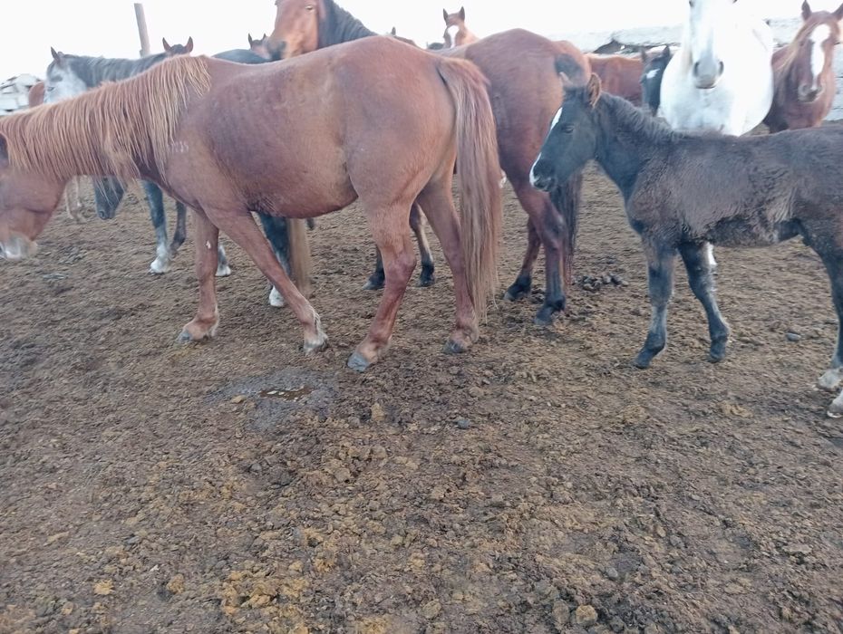 Продам 2 кобылы с жеребятами