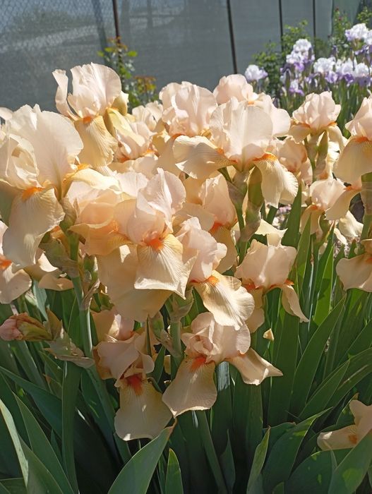 Продам клубни цветов.