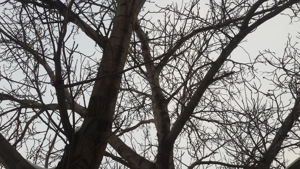 Продается дерево ореха