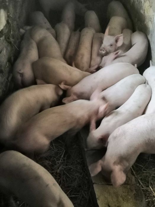 Свободни прасета 20 - 24 кг