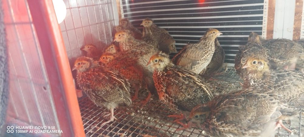 Vând oua proaspete prepelita 10 ron - 24" oua. Pui prepelita