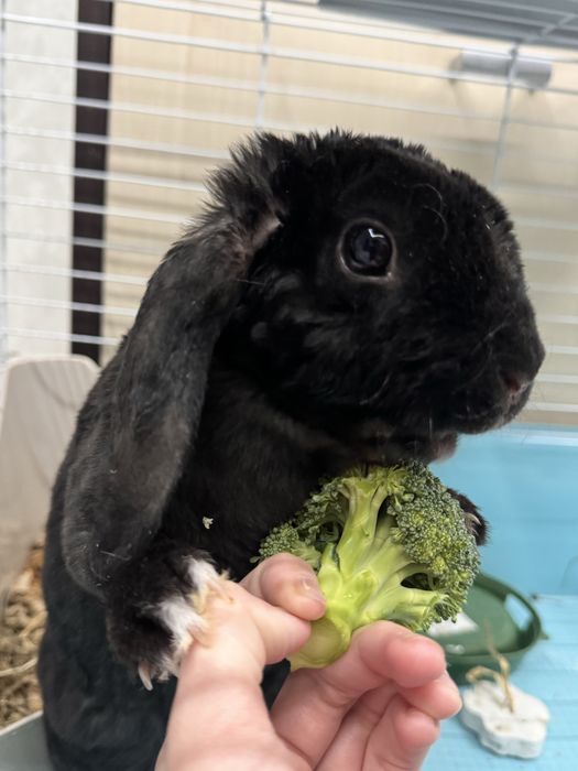 Продам декоротивного кролика