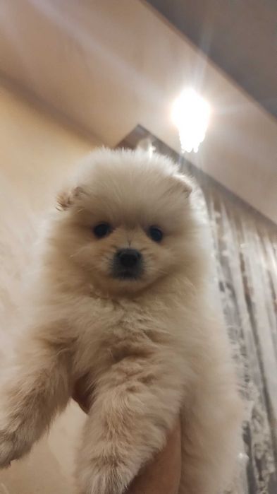 Продава порода немски шпиц