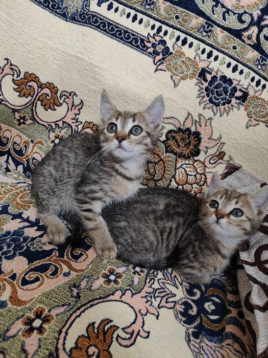 Отдам котиков в добрые руки