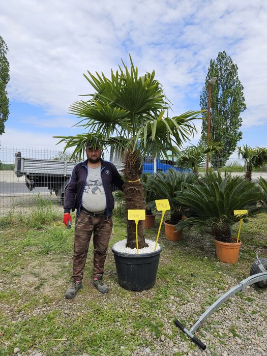 Palmierii rezistenți la îngheț toate dimensiunile