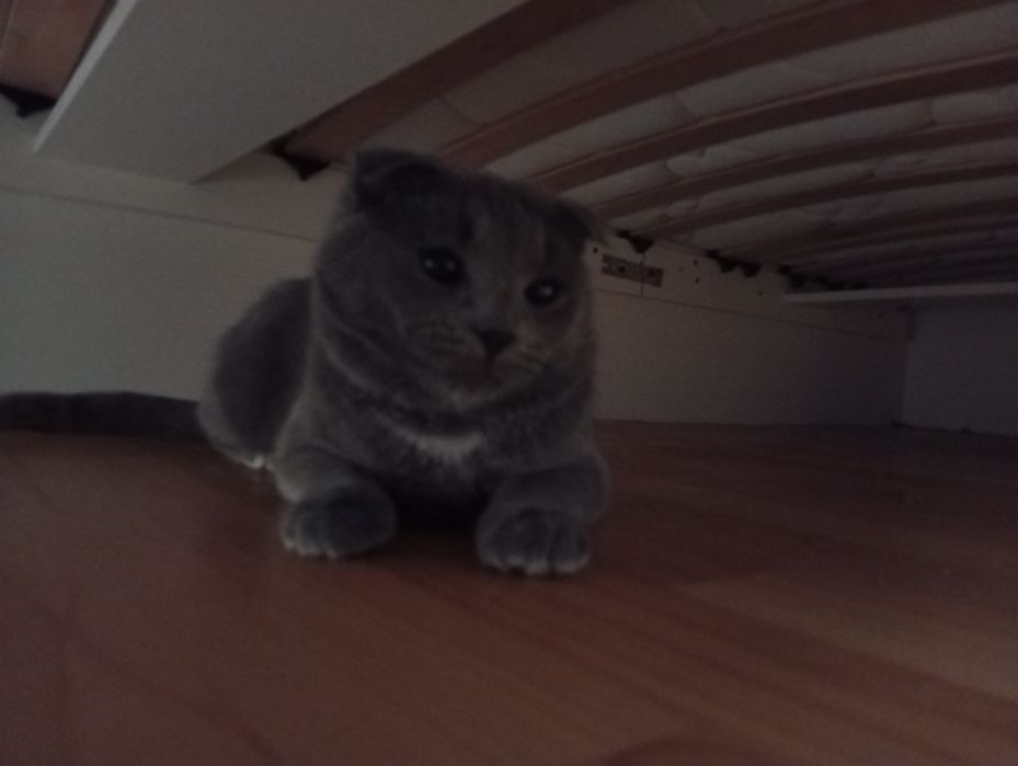 Отдам кошку Даром