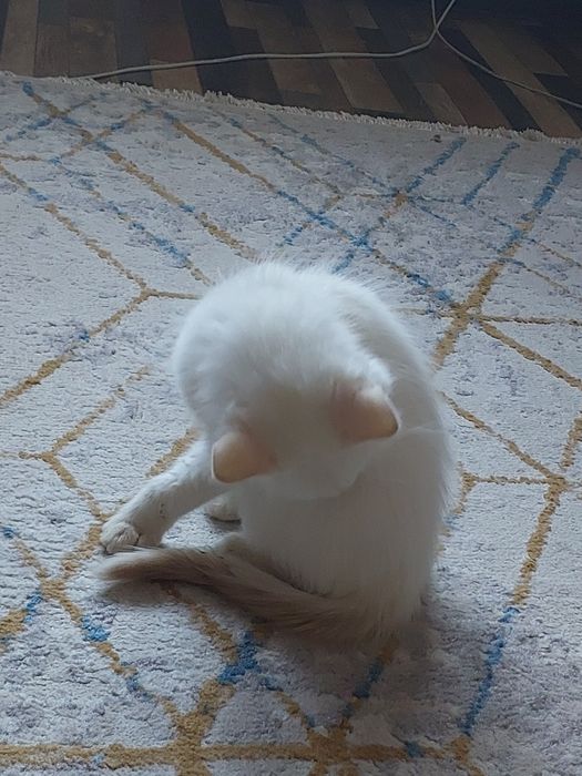 Котенок мальчик бесплатно