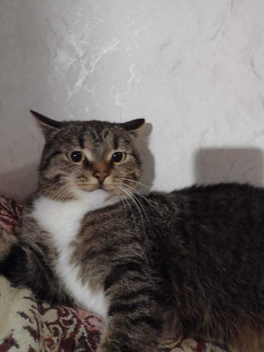 Отдам стерилизованную кошку.