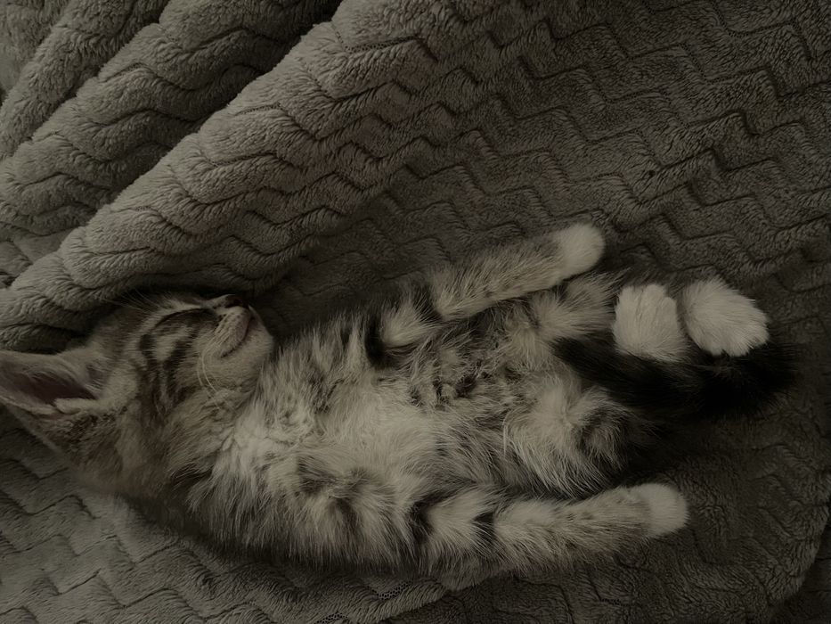 котенок девочка