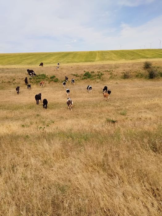 Vaci cu lapte junici gestante vitei de crescut