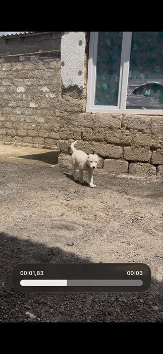 Алабай күшік сатылады