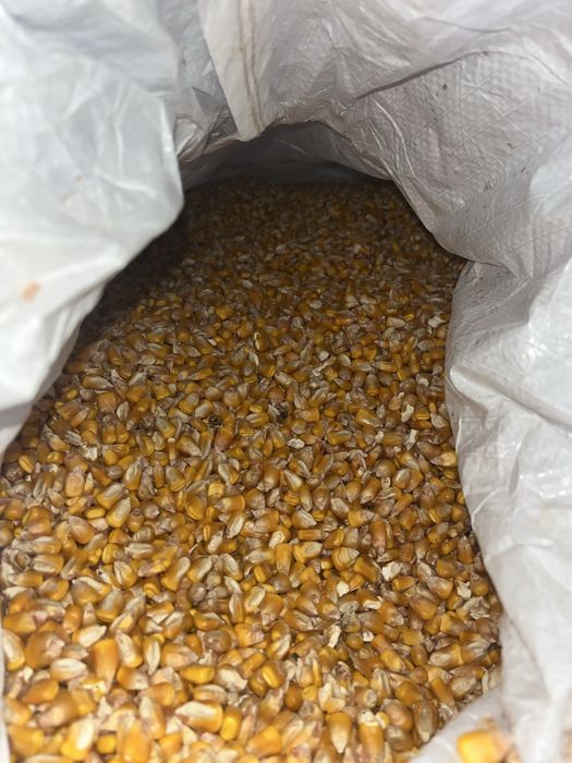 Vand porumb 15%Umiditate