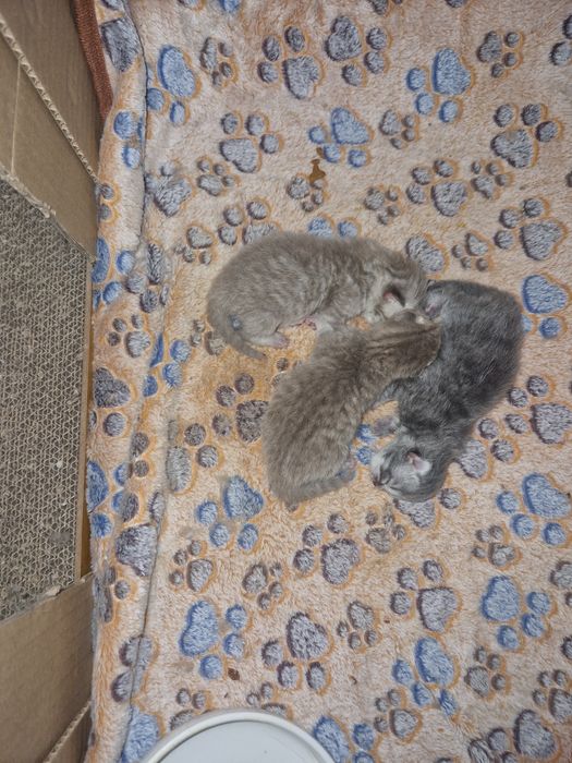 В Бронь шотландские котята