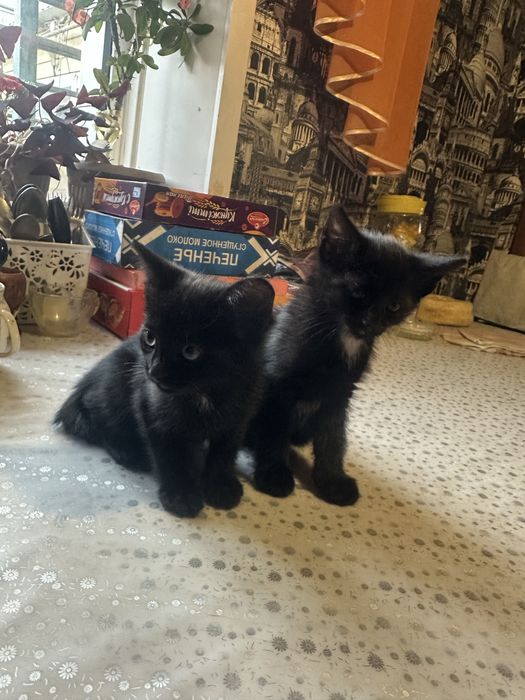 Отдам котят в добрые руки
