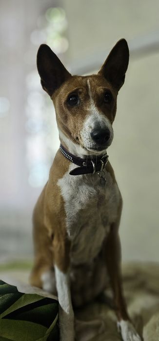 Профессиональная передержка