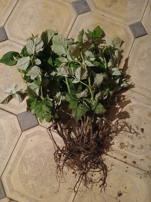 Рассада малина.  .