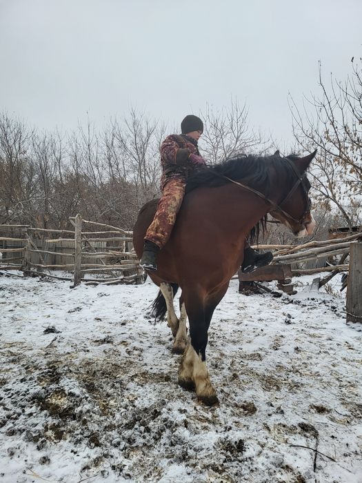 Продам жеребца...