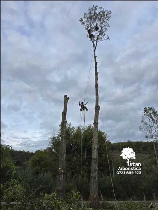 Doborare Taiere Defrisare Copaci Arbori Pomi Sector 5 Bucuresti
