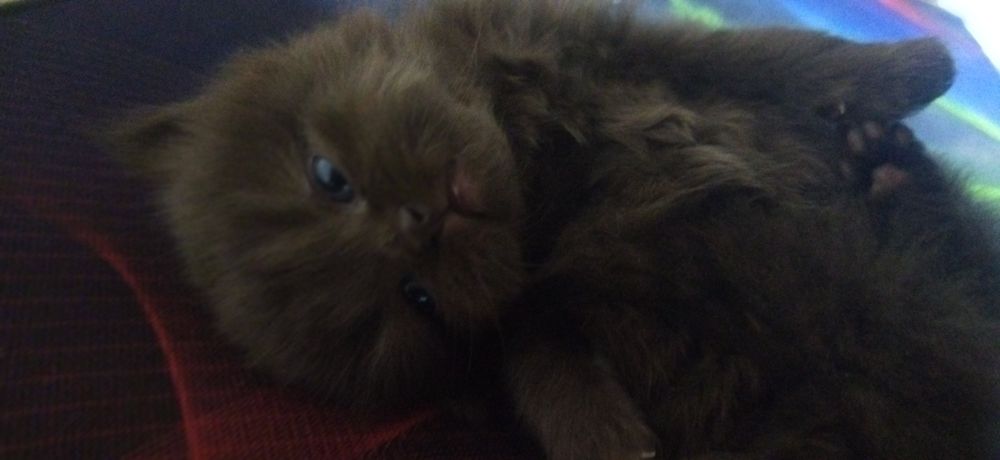 Mushuk zoti Scottish fold va straid