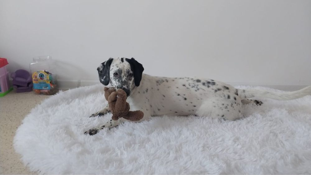 Собака Долматинец