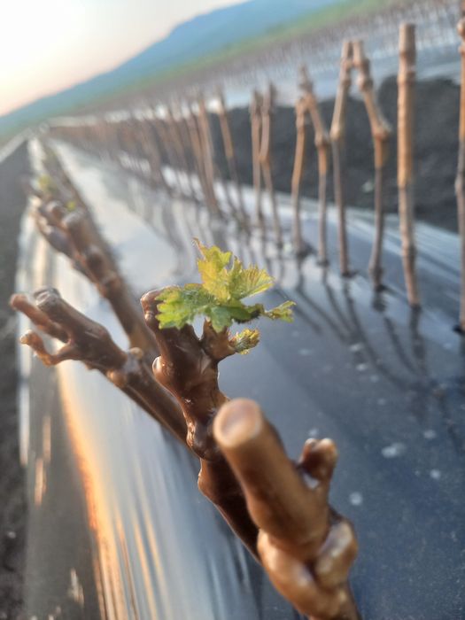 Butasi vita de vie anul 2 și anul 3