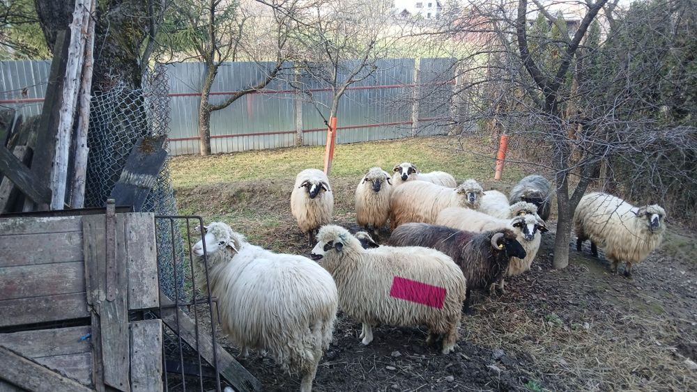 Oi de vânzare tinere