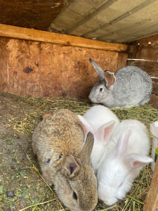 Продам кроликов разных