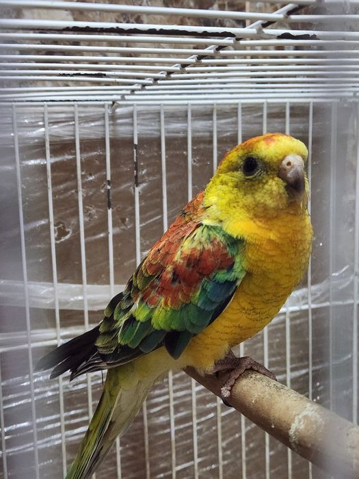 Продам певчего, атласного попугая.С ярким оперением