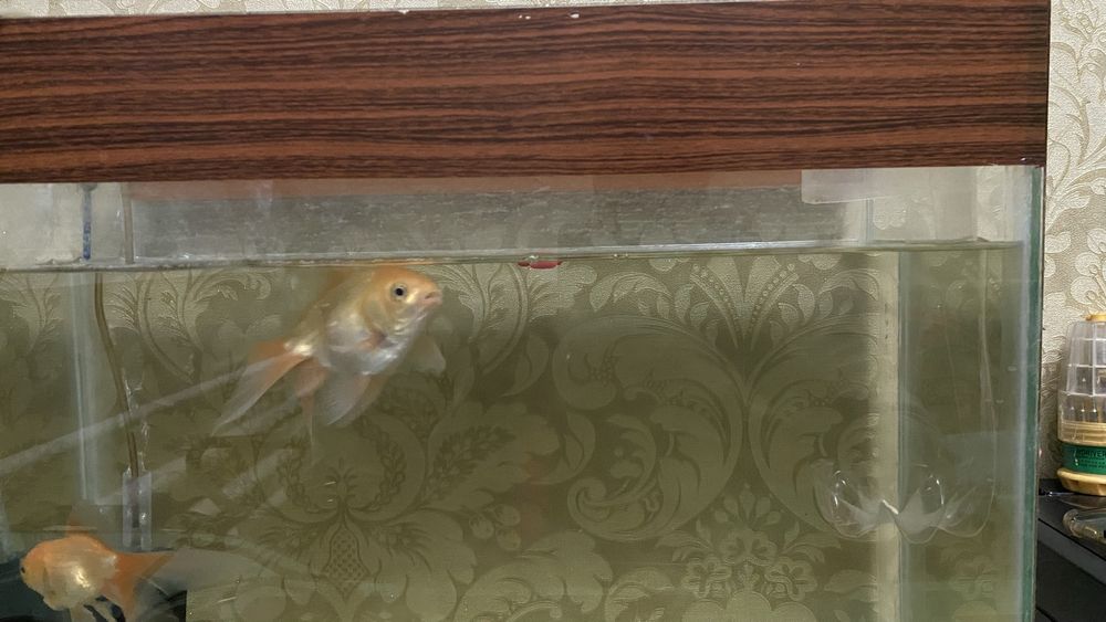 Аквариум с рыбками